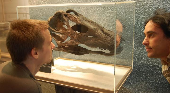 The Skull of the new Dinosaur Species