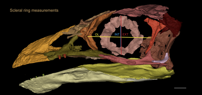 Eye bones