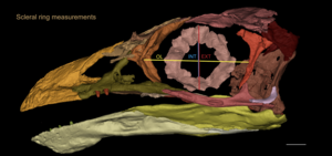 Fossil bird's skull reconstruction reveals a | EurekAlert!