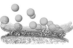 Neuroscience: Network of Proteins That Connects Synapses