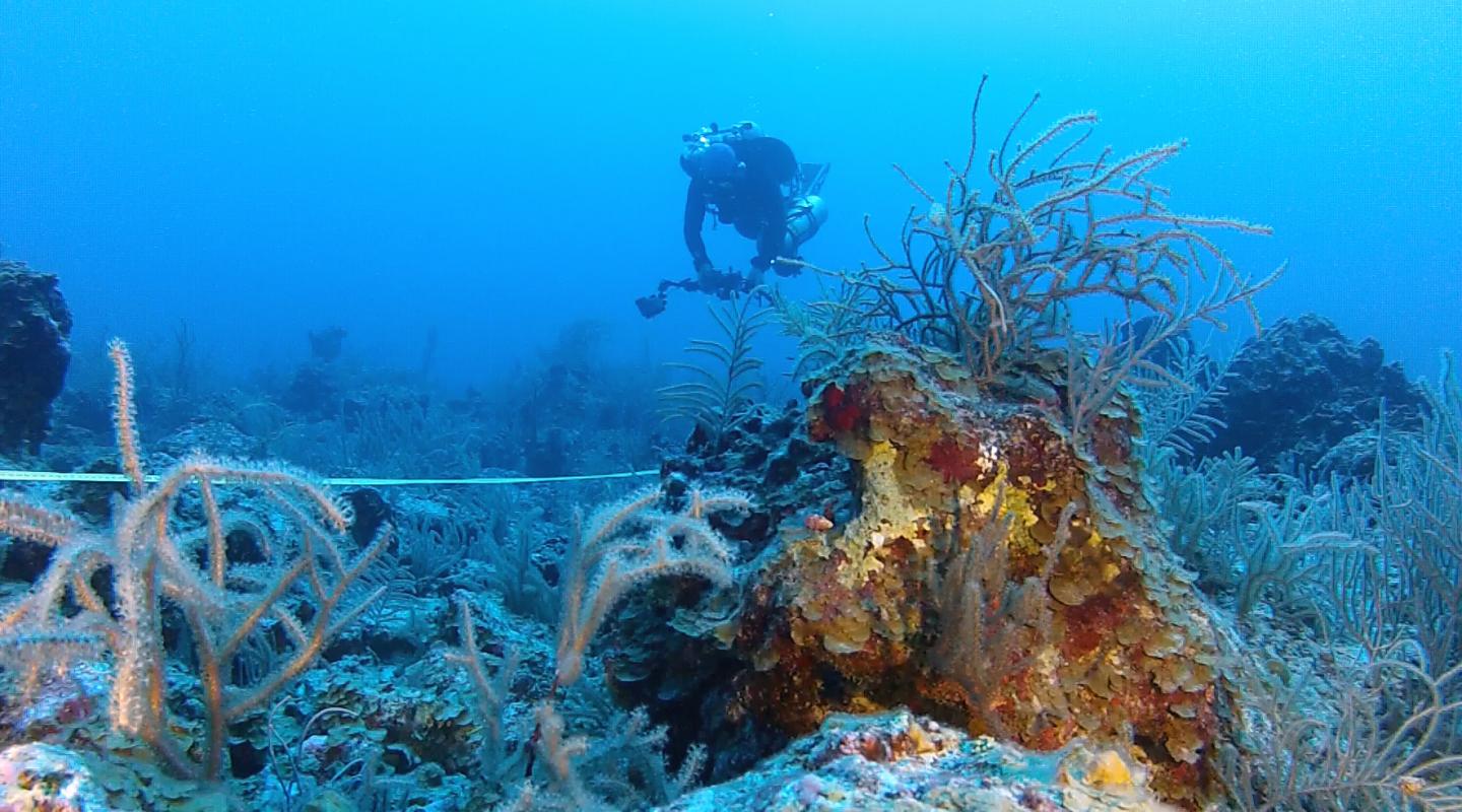 Deep Coral Reefs Are Not Universal Lifeline for their Shallow Neighbors After All (5 of 9)