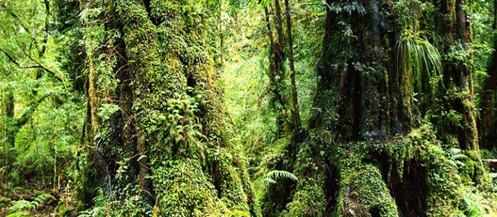 Chilean Patagonia Forest