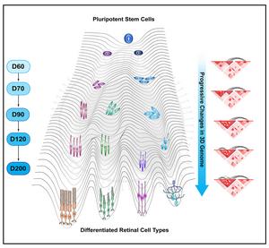Graphical abstract of cell differentiation and chromatin architecture changes