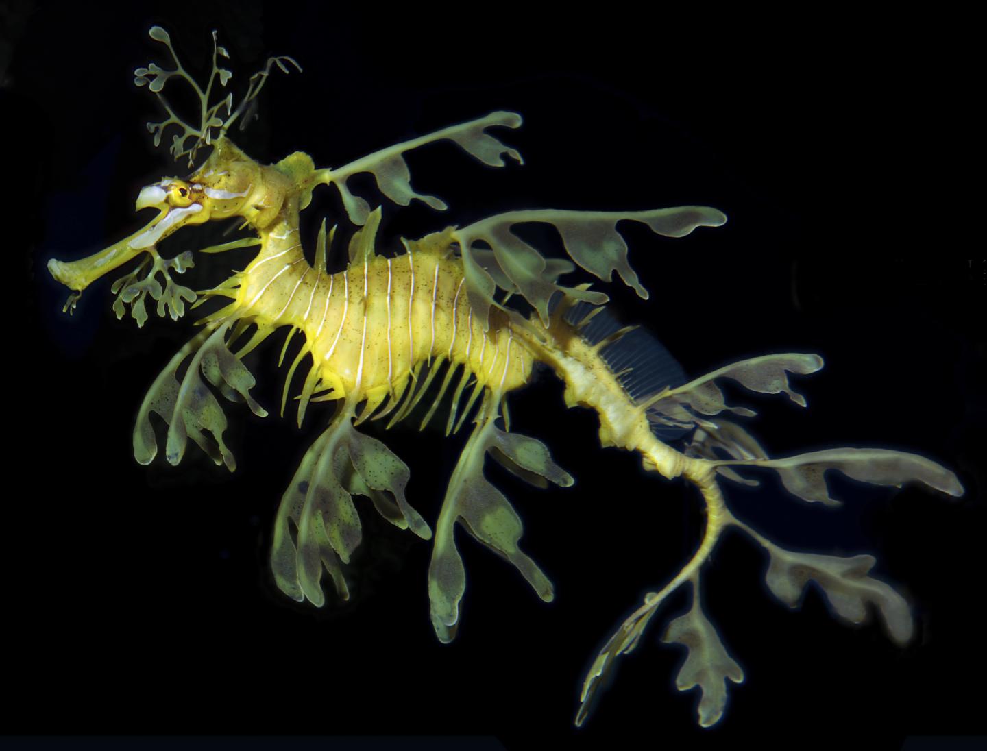 Leafy Sea Dragons May Lose Their Home