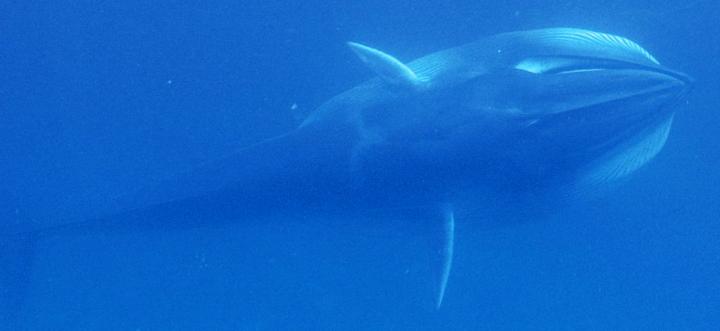 New Study Provides First Field Observations of Rare Omura's Whales