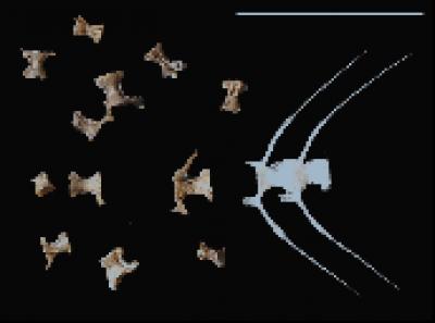 Stone Age Anchovy Vertebrae