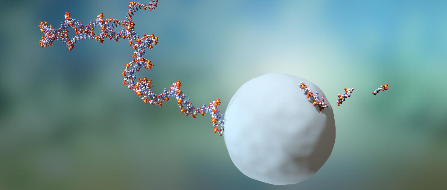 RNA Molecule