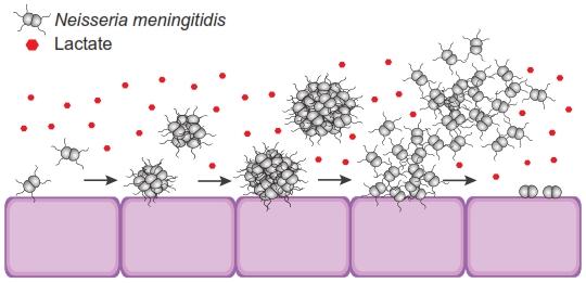 Lactate from Human Cells May Trigger Key Step in Invasion by Meningitis-Causing Bacteria
