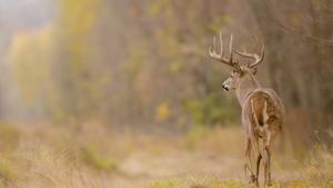 White-tailed deer