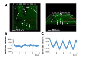 Ex vivo injection of Bmal1 shRNA plasmid DNA in the SCN slice of a Per1::luc Tg mouse using an NTW array for knockdown of Bmal1 expression (Fig3)