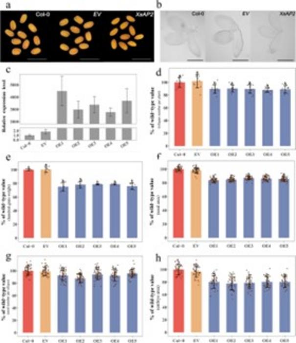 Impact of XsAP2 Overexpression on Arabidopsis Seed Morphology and Yield.