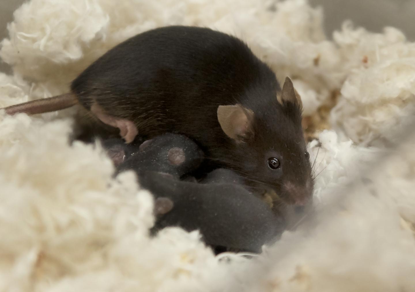 Nursing Mice [IMAGE] EurekAlert! Science News Releases