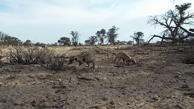 When It Comes to a Meerkat's Resilience to Climate Change, Timing Matters (10 of 10)