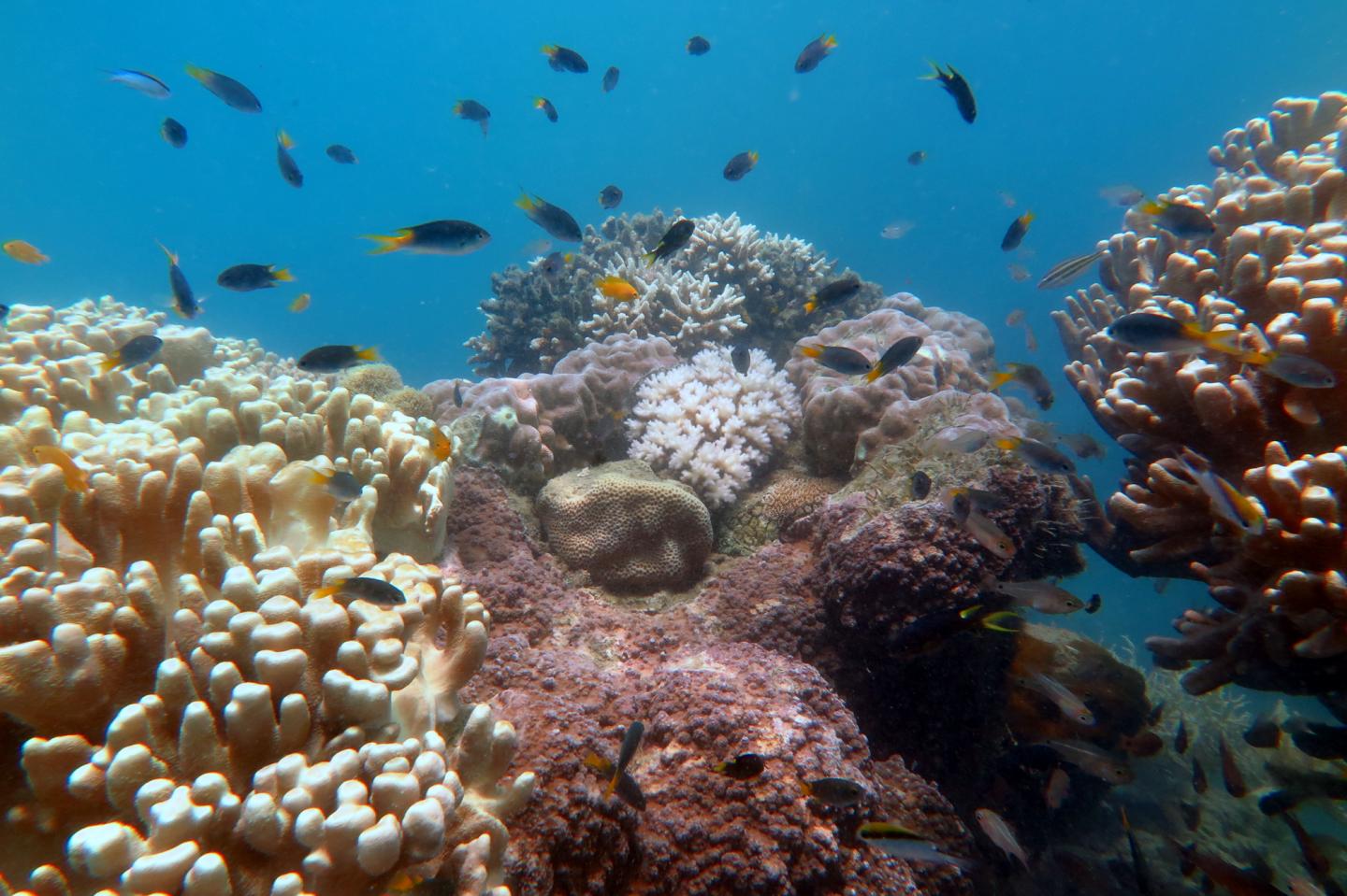 Corals at Palm Island