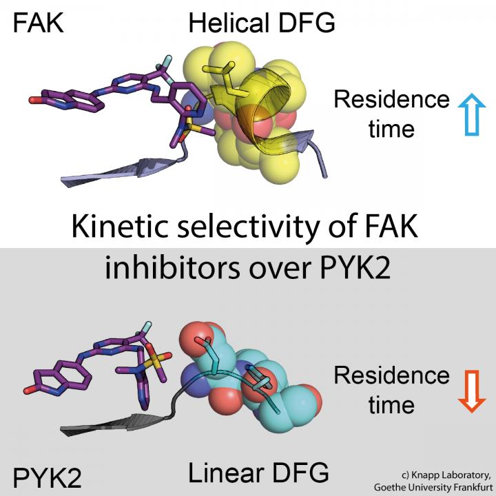 Inhibitor binding to the signal proteins FAK and PYK2 (with text)