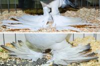 2 Pigeons with Foot Feathers are Only Distantly Related