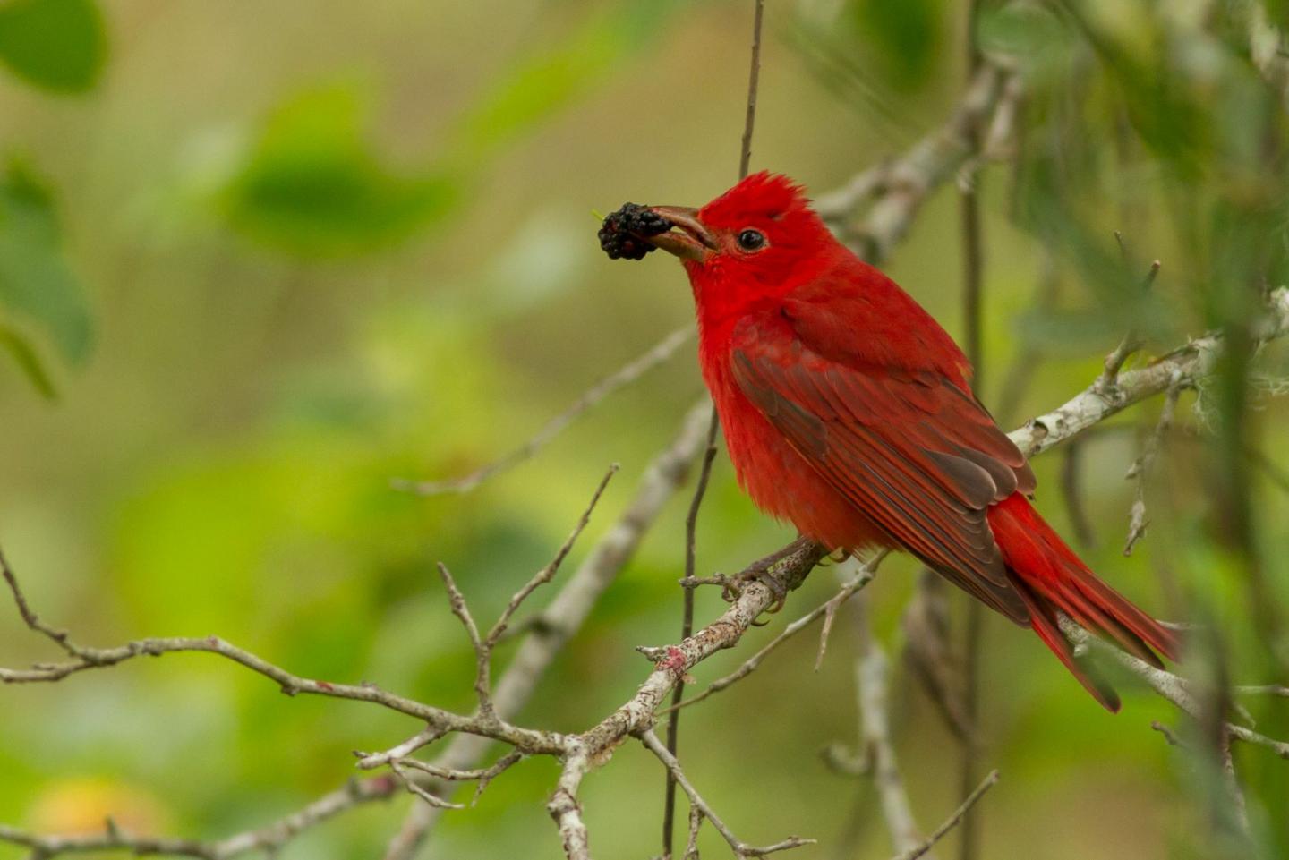 Summer Tanager