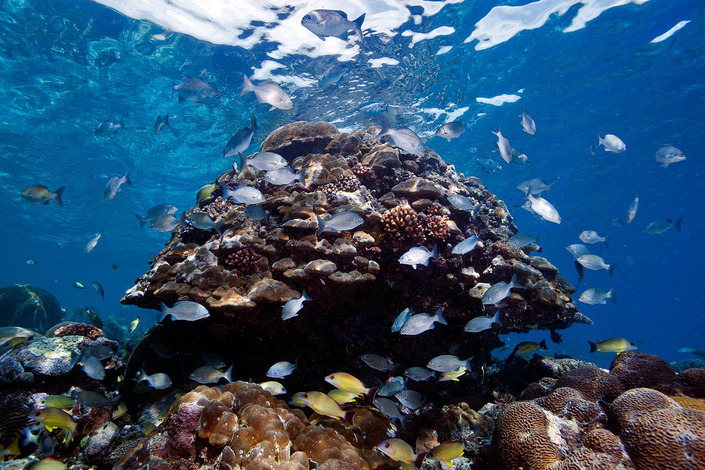 A corral reef in the Solomon Islands