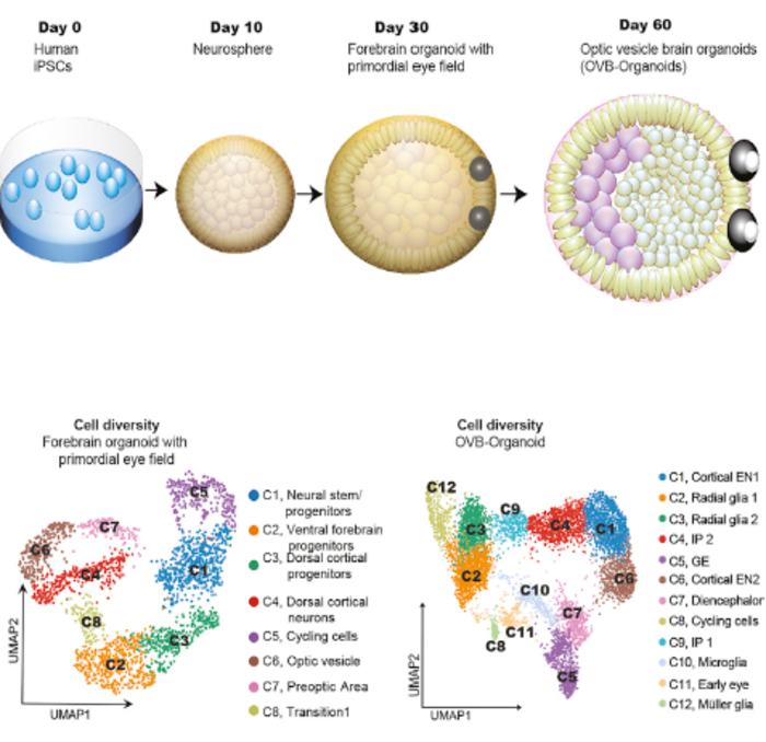 Development of brain organoid with optic cups