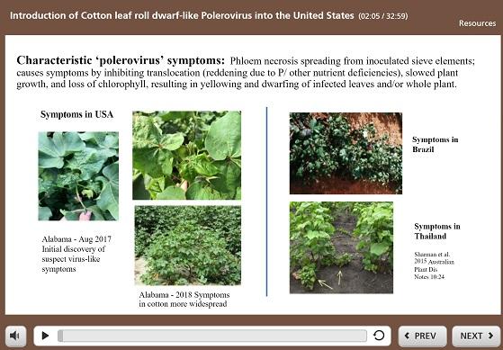 Cotton Blue Disease Symptoms
