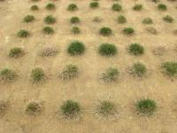 Turfgrass Research Field