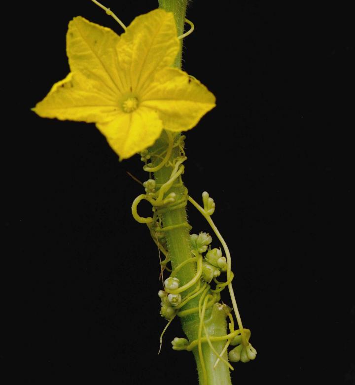 Dodder Flowers Together with the Host Cucumber