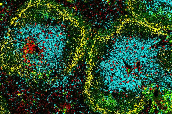 DC-SCRIPT positive cells