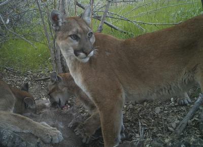 Santa Ana Mountain Lions