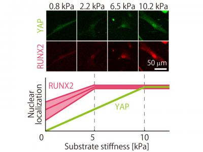 Nuclear localization of YAP and RUNX2