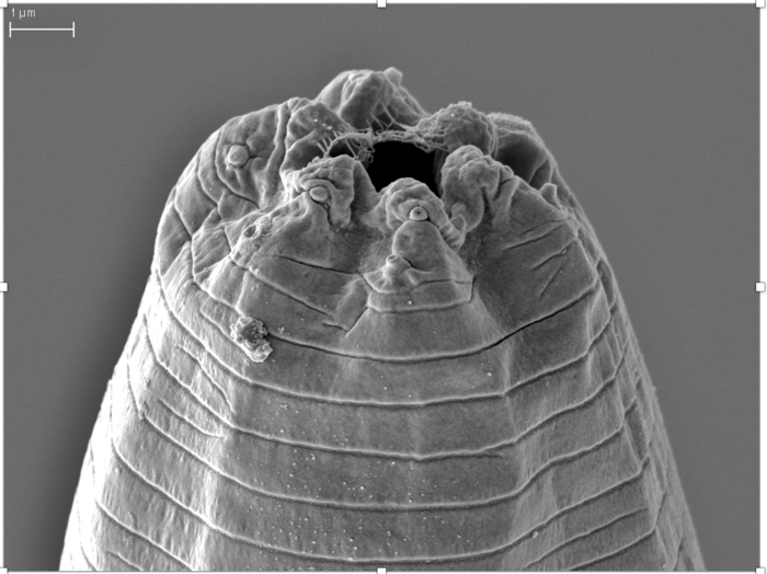 Tarantobelus jeffdanielsi