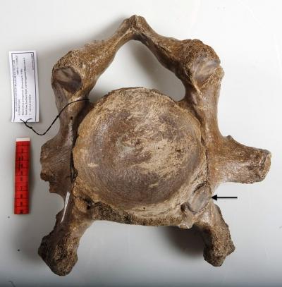 Evidence of a Cervical Rib from a Woolly Mammoth