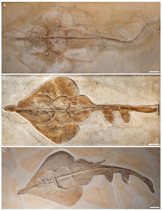 Aellopobatis bavarica: The newly discovered species, complete fossils are only known from Germany. This species is also the largest species of all and can grow up to 170 cm in size.