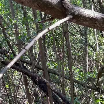 Vervet Monkeys Near South Florida Urban Airport