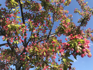 Apple blossoms