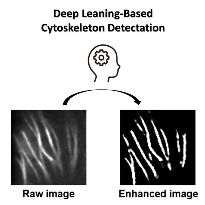 AI-Powered Cytoskeleton Segmentation for Precise Cellular Analysis