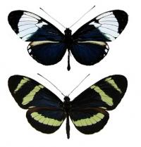 <i>Heliconius cydno</i> and <i>H. pachinus</i> Wing View
