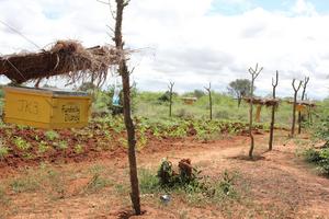 Beehive fence