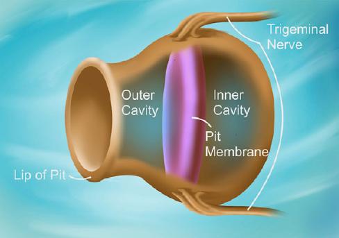 Pit organ illustration