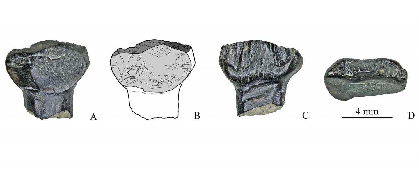 Stegosaurian teeth found at the Teete stream (the Republic of Sakha), in different planes