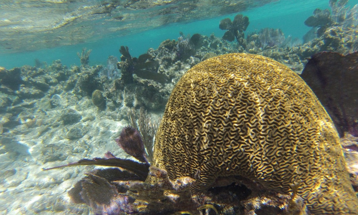 Coral colony on Caribbean reef