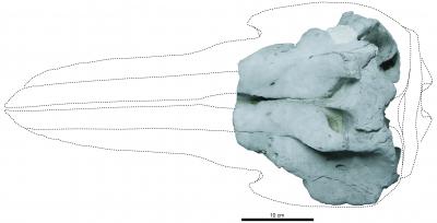 The Skull of the Holotype of <i>Eodelphis</i> in Dorsal View