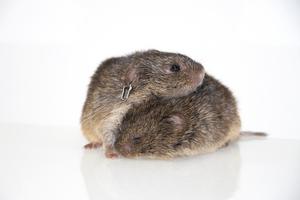 Pair of prairie voles