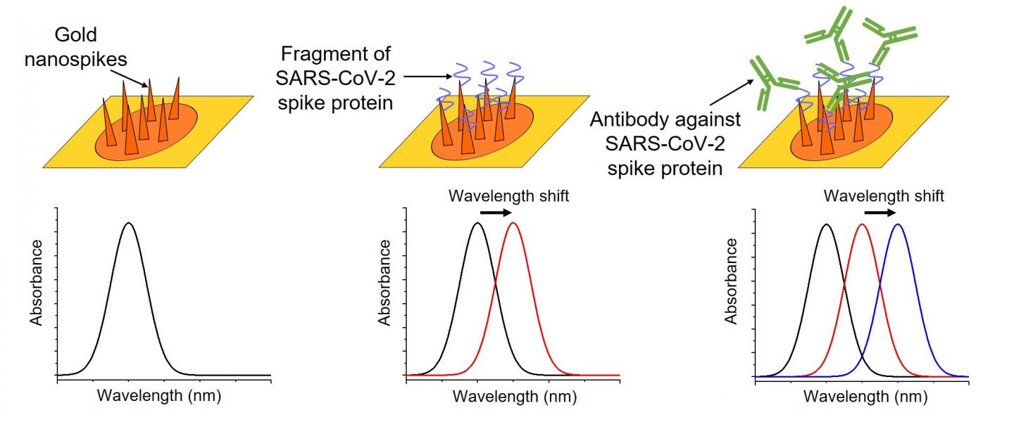 Shifts in the wavelength of light absorbed by the nanospikes