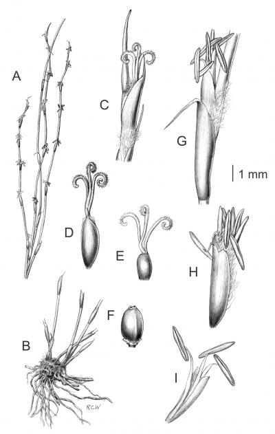 Morphological Characteristics of <i>Empodisma robustum</i>
