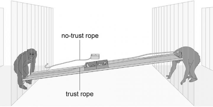 Chimpanzee Trust Game