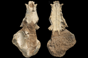Upper jaw of Gansu hyena fossil