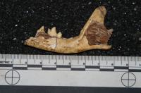 Malapa Fox Fossil (2 of 2)