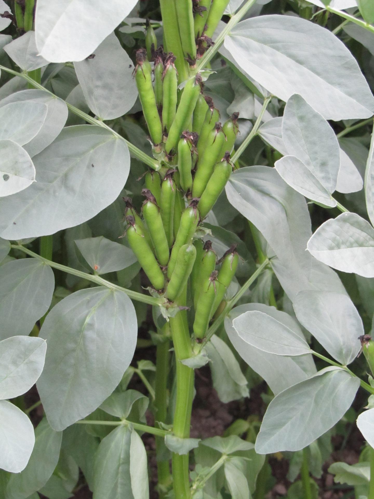 Faba bean