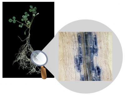 Root Mycorrhizal Structures