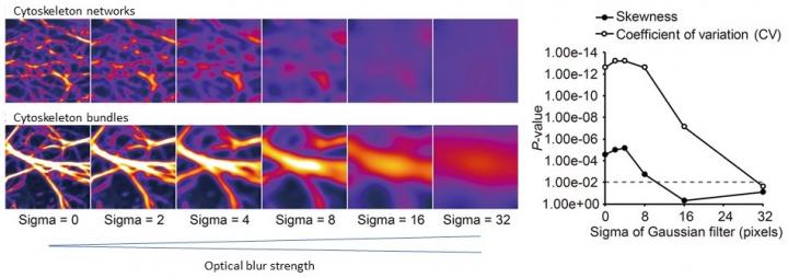 Comparison of cytoskeleton measurements in artificially blurred microscopic images